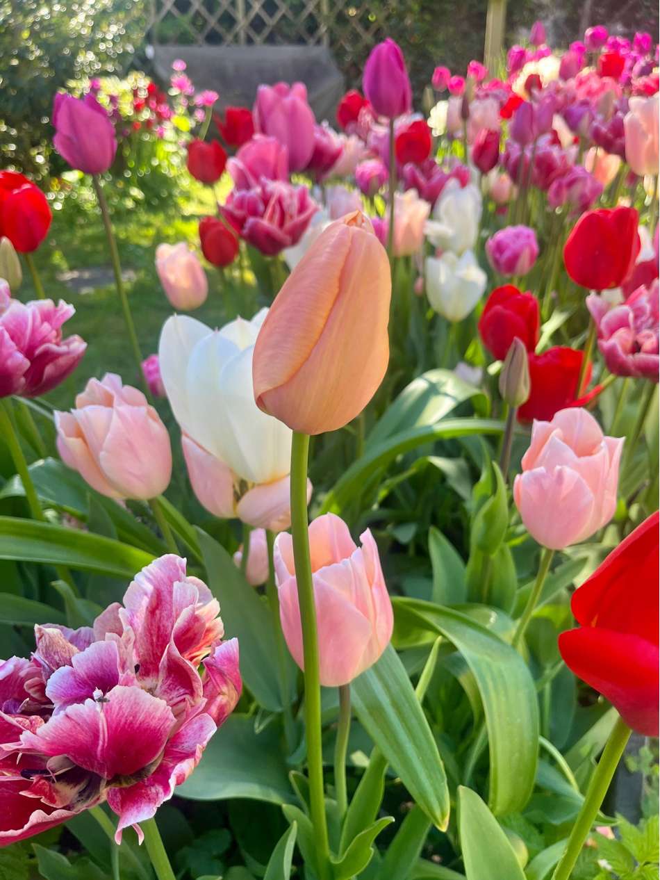 'Svaneke Delight' exklusiv lökmix